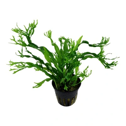 Tropica Akvarieplante i potte Microsorum pteropus Windeløv